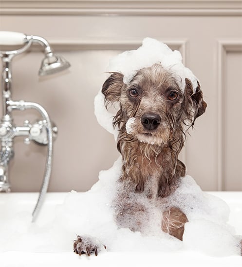 grooming-your-dog2 (1)